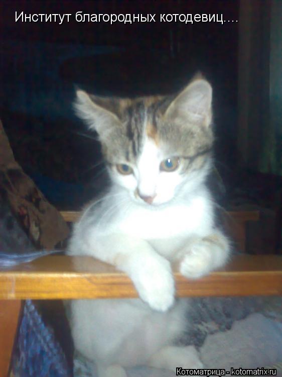 Институт благородных котодевиц....... Котоматрица: Институт благородных котодевиц....