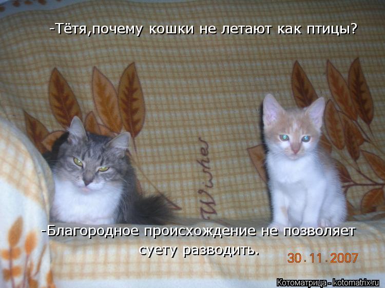Котоматрица: -Тётя,почему кошки не летают как птицы?  -Благородное происхождение не позволяет  суету разводить.