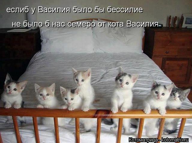 еслиб у Василия было бы бессилие не было б нас семеро от кота Василия... Котоматрица: еслиб у Василия было бы бессилие не было б нас семеро от кота Василия