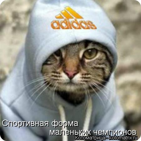 Спортивная форма маленьких чемпионов... Котоматрица: Спортивная форма маленьких чемпионов