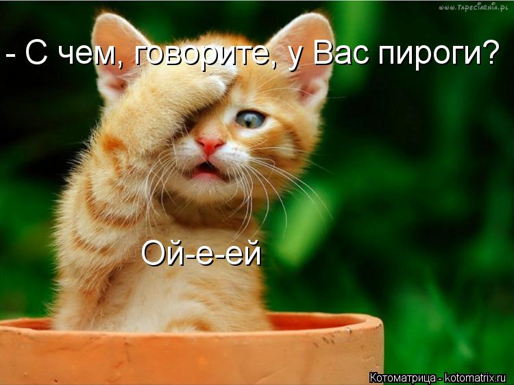 Котоматрица: - С чем, говорите, у Вас пироги? Ой-е-ей