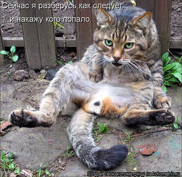 Сейчас я разберусь,как следует... ...и накажу кого попало.... Котоматрица: Сейчас я разберусь,как следует... ...и накажу кого попало.