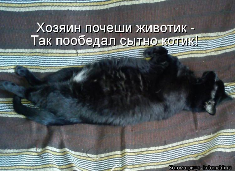 Хозяин почеши животик - Так пообедал сытно котик!... Котоматрица: Хозяин почеши животик - Так пообедал сытно котик!