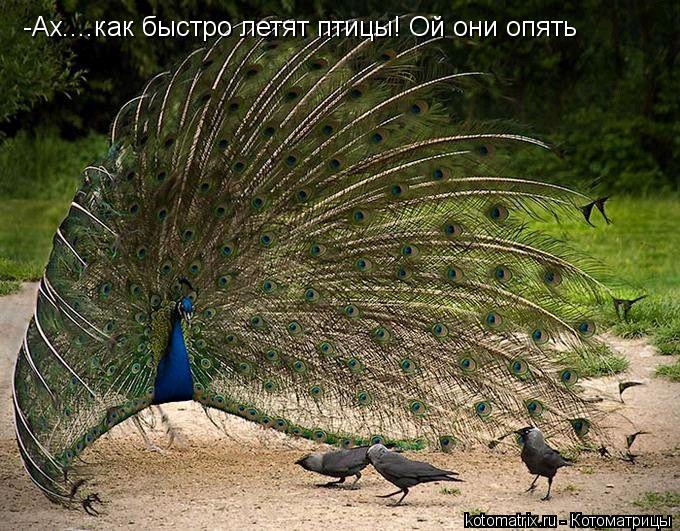 -Ах....как быстро летят птицы! Ой они опять... Котоматрица: -Ах....как быстро летят птицы! Ой они опять