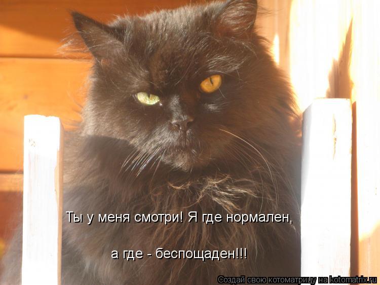 Ты у меня смотри! Я где нормален, а где - беспощаден!!!... Котоматрица: Ты у меня смотри! Я где нормален, а где - беспощаден!!!