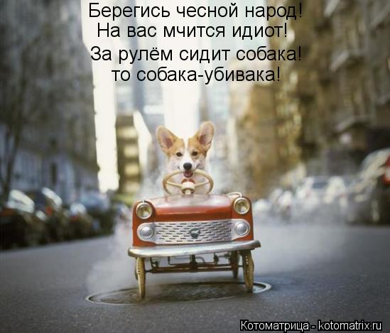 Котоматрица: Берегись чесной народ! На вас мчится идиот! За рулём сидит собака! то собака-убивака!