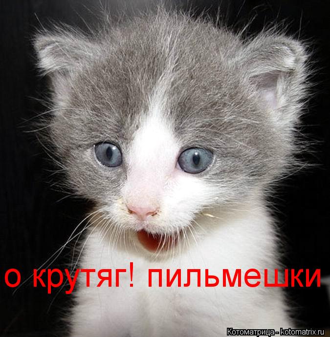 о крутяг! пильмешки... Котоматрица: о крутяг! пильмешки