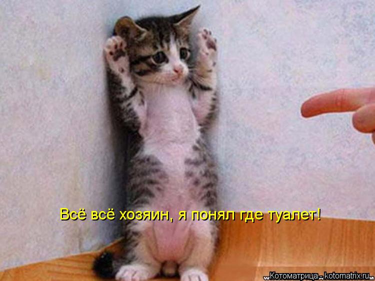 Всё всё хозяин, я понял где туалет!... Котоматрица: Всё всё хозяин, я понял где туалет!
