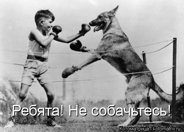 Ребята! Не собачьтесь!... Котоматрица: Ребята! Не собачьтесь!