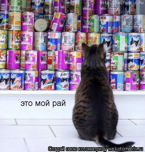 Котоматрица: это мой рай