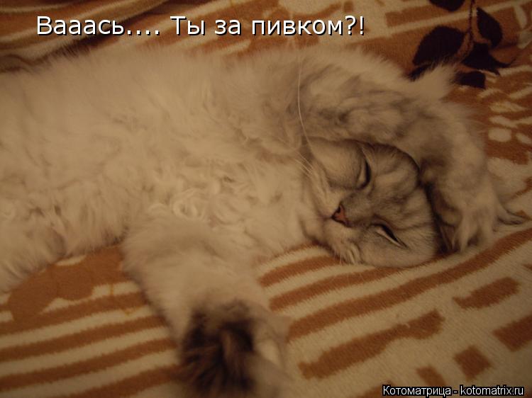 Вааась.... Ты за пивком?!... Котоматрица: Вааась.... Ты за пивком?!