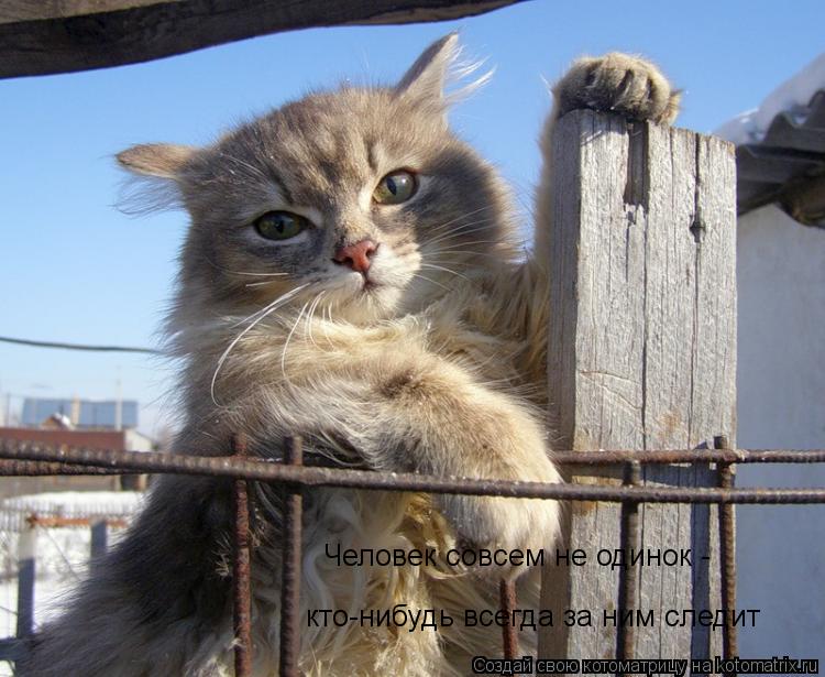 Человек совсем не одинок - кто-нибудь всегда за ним следит... Котоматрица: Человек совсем не одинок - кто-нибудь всегда за ним следит