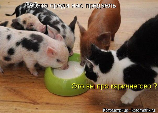 Ребята среди нас предаель Это вы про каричнегово ?... Котоматрица: Ребята среди нас предаель Это вы про каричнегово ?