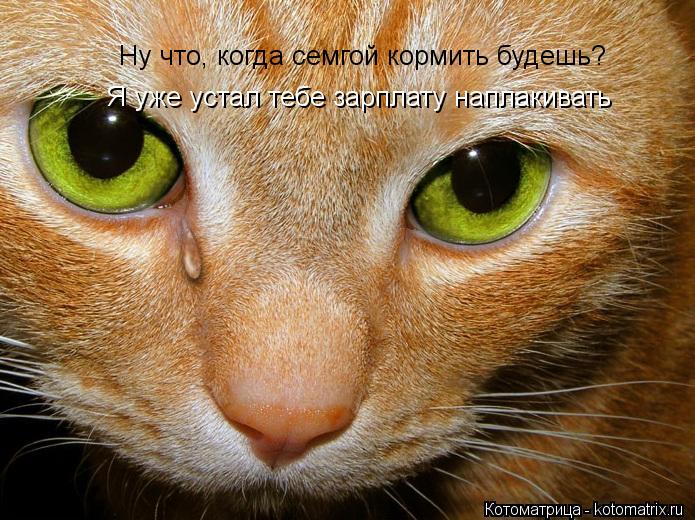 Ну что, когда семгой кормить будешь? Я уже устал тебе зарплату наплакивать... Котоматрица: Ну что, когда семгой кормить будешь? Я уже устал тебе зарплату наплакивать