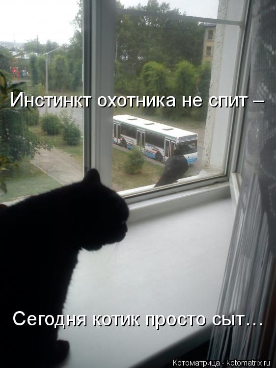 Инстинкт охотника не спит – Сегодня котик просто сыт…... Котоматрица: Инстинкт охотника не спит – Сегодня котик просто сыт…