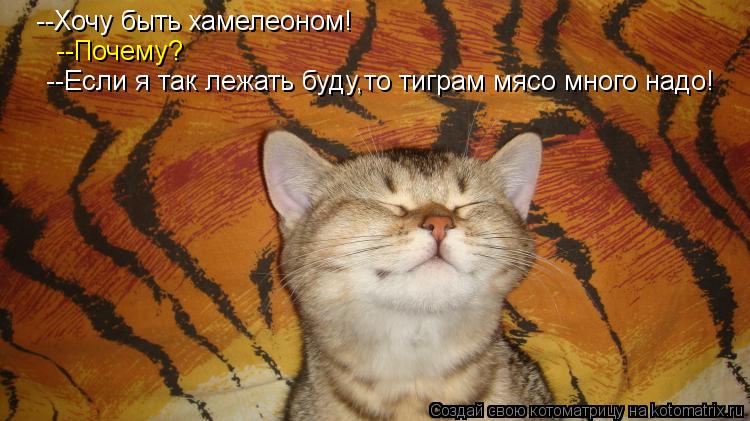 Котоматрица: --Хочу быть хамелеоном! --Почему? --Если я так лежать буду,то тиграм мясо много надо!