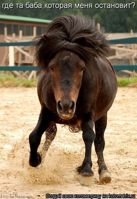 Котоматрица: где та баба,которая меня остановит?