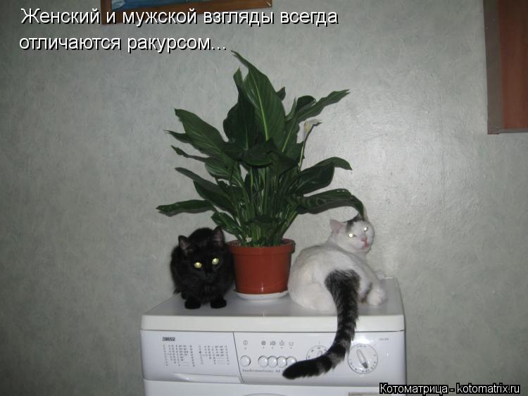 Женский и мужской взгляды всегда отличаются ракурсом...... Котоматрица: Женский и мужской взгляды всегда отличаются ракурсом...