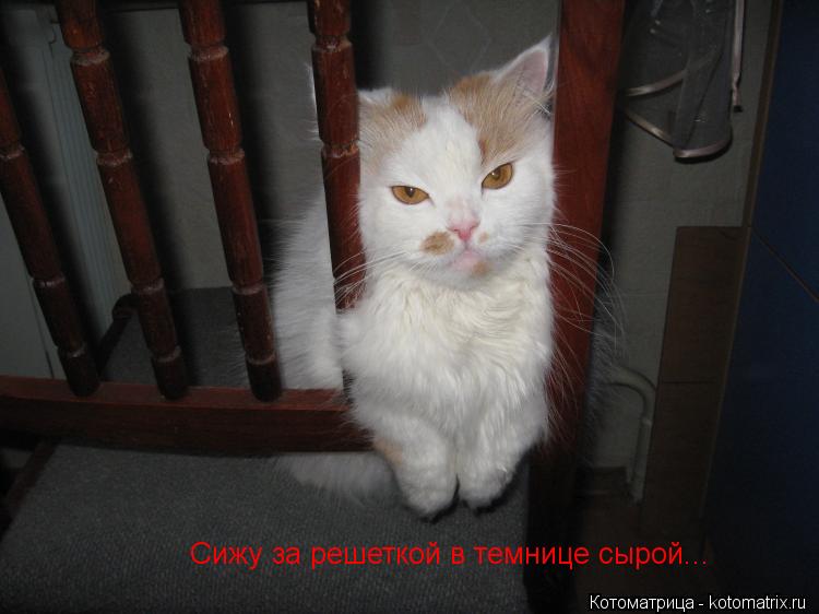 Сижу за решеткой в темнице сырой...... Котоматрица: Сижу за решеткой в темнице сырой...