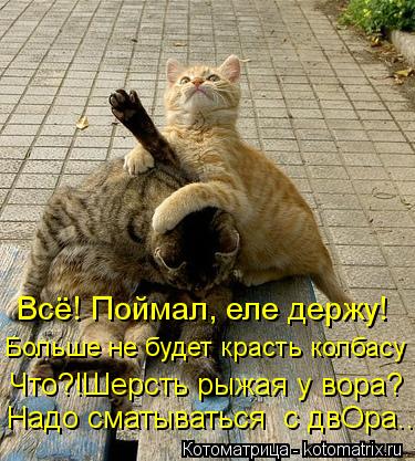 Всё! Поймал, еле держу! Больше не будет красть колбасу Что?!Шерсть рыжая у вора? Надо сматываться с ... Котоматрица: Всё! Поймал, еле держу! Больше не будет красть колбасу Что?!Шерсть рыжая у вора? Надо сматываться с двОра...