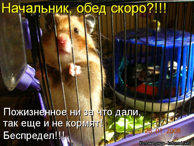 Начальник, обед скоро?!!! Пожизненное ни за что дали, так еще и не кормят! Беспредел!!!... Котоматрица: Начальник, обед скоро?!!! Пожизненное ни за что дали, так еще и не кормят! Беспредел!!!