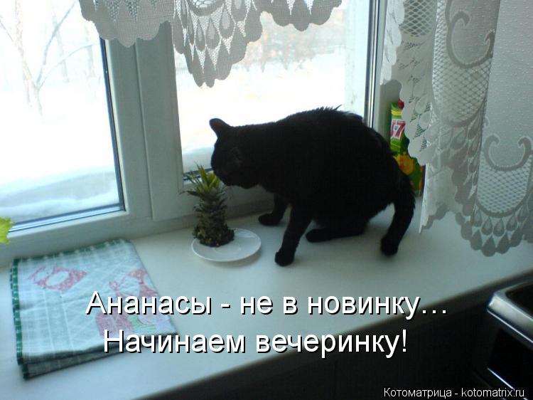 Ананасы - не в новинку… Начинаем вечеринку!... Котоматрица: Ананасы - не в новинку… Начинаем вечеринку!