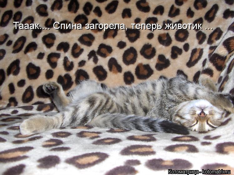 Котоматрица: Тааак.... Спина загорела, теперь животик ...