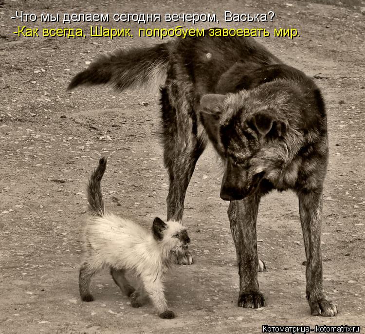 -Что мы делаем сегодня вечером, Васька? -Как всегда, Шарик, попробуем завоевать мир.... Котоматрица: -Что мы делаем сегодня вечером, Васька? -Как всегда, Шарик, попробуем завоевать мир.