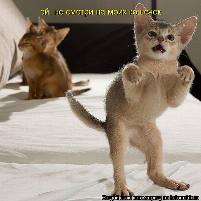 эй не смотри на моих кошечек... Котоматрица: эй не смотри на моих кошечек