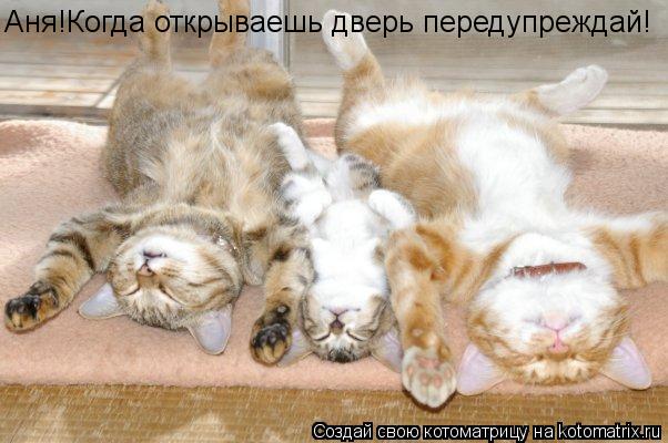 Котоматрица: Аня!Когда открываешь дверь передупреждай!