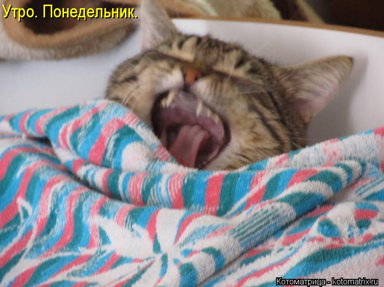 Котоматрица: Утро. Понедельник.