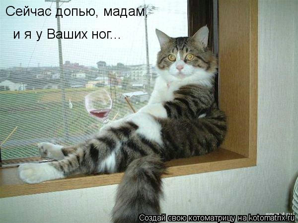 Сейчас допью, мадам, и я у Ваших ног...... Котоматрица: Сейчас допью, мадам, и я у Ваших ног...