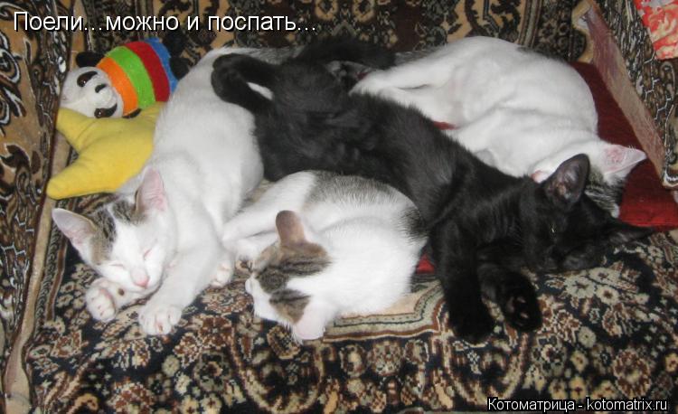 Поели...можно и поспать...... Котоматрица: Поели...можно и поспать...