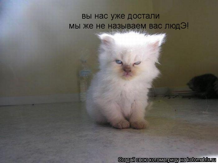 Котоматрица: вы нас уже достали мы же не называем вас людЭ!