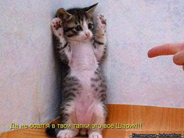 Да не ссал я в твои тапки,это всё Шарик!!!... Котоматрица: Да не ссал я в твои тапки,это всё Шарик!!!