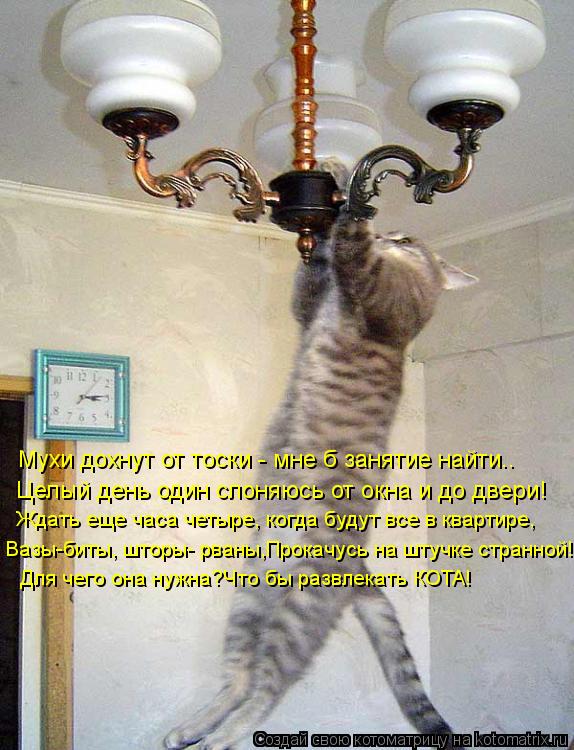 Мухи дохнут от тоски - мне б занятие найти.. Целый день один слоняюсь от окна и до двери! Ждать еще ч... Котоматрица: Мухи дохнут от тоски - мне б занятие найти.. Целый день один слоняюсь от окна и до двери! Ждать еще часа четыре, когда будут все в квартире, Ваз