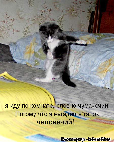 я иду по комнате, словно чумачечий! Потому что я нагадил в тапок человечий!... Котоматрица: я иду по комнате, словно чумачечий! Потому что я нагадил в тапок человечий!
