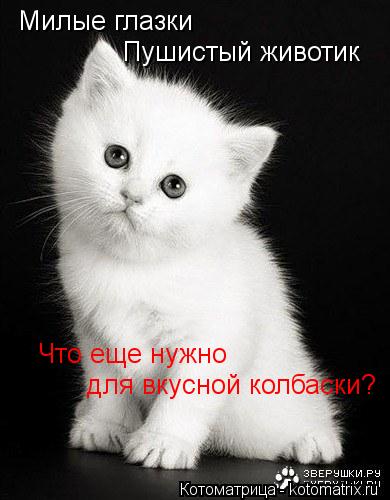 Милые глазки Пушистый животик Что еще нужно для вкусной колбаски?... Котоматрица: Милые глазки Пушистый животик Что еще нужно для вкусной колбаски?