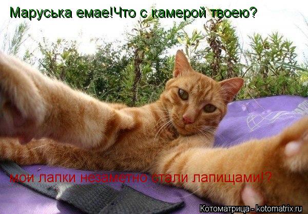 Маруська емае!Что с камерой твоею? мои лапки незаметно стали лапищами!?... Котоматрица: Маруська емае!Что с камерой твоею? мои лапки незаметно стали лапищами!?