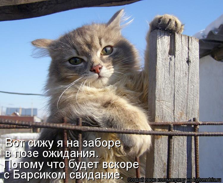 с Барсиком свидание. Потому что будет вскоре в позе ожидания. Вот сижу я на заборе... Котоматрица: с Барсиком свидание. Потому что будет вскоре в позе ожидания. Вот сижу я на заборе