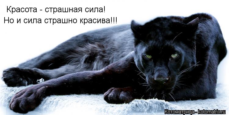 Красота - страшная сила! Но и сила страшно красива!!!... Котоматрица: Красота - страшная сила! Но и сила страшно красива!!!