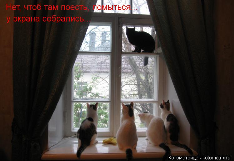 Нет, чтоб там поесть, помыться... у экрана собрались...... Котоматрица: Нет, чтоб там поесть, помыться... у экрана собрались...