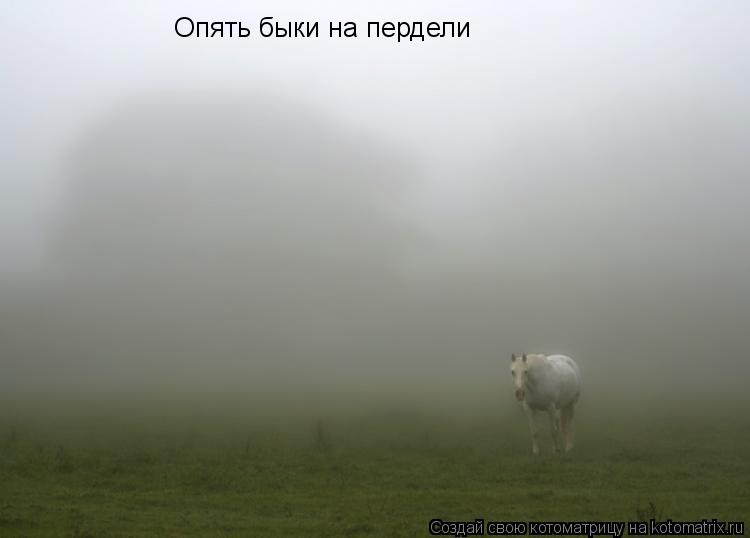 Опять быки на пердели... Котоматрица: Опять быки на пердели