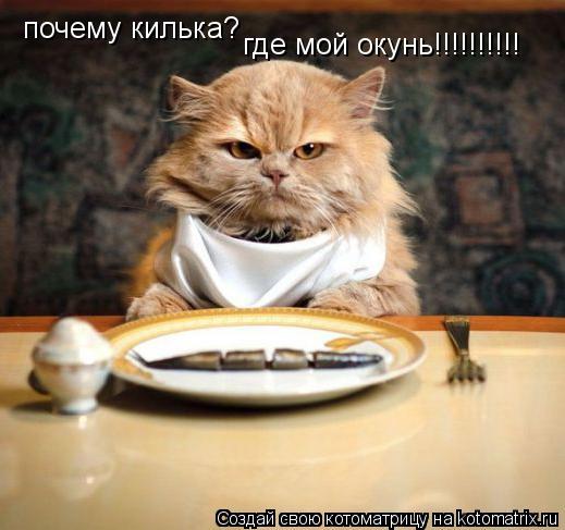 почему килька? где мой окунь!!!!!!!!!!... Котоматрица: почему килька? где мой окунь!!!!!!!!!!