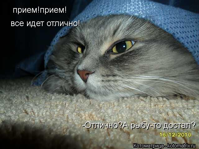 прием!прием! все идет отлично! -Отлично?А рыбу-то достал?... Котоматрица: прием!прием! все идет отлично! -Отлично?А рыбу-то достал?