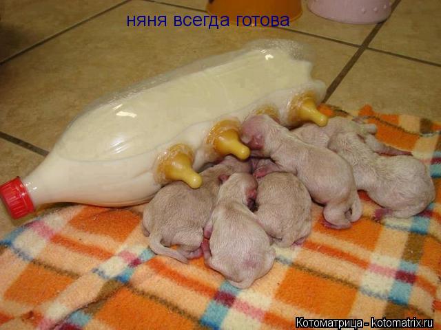 няня всегда готова... Котоматрица: няня всегда готова