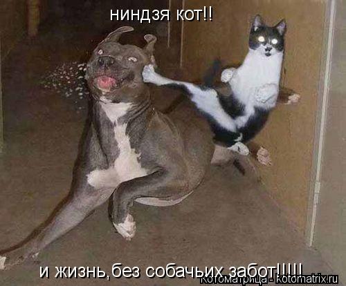 Котоматрица: ниндзя кот!! и жизнь,без собачьих забот!!!!!