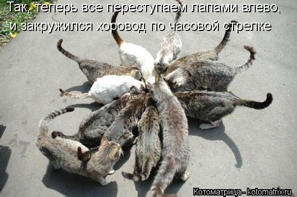 Так, теперь все переступаем лапами влево, и закружился хоровод по часовой стрелке... Котоматрица: Так, теперь все переступаем лапами влево, и закружился хоровод по часовой стрелке