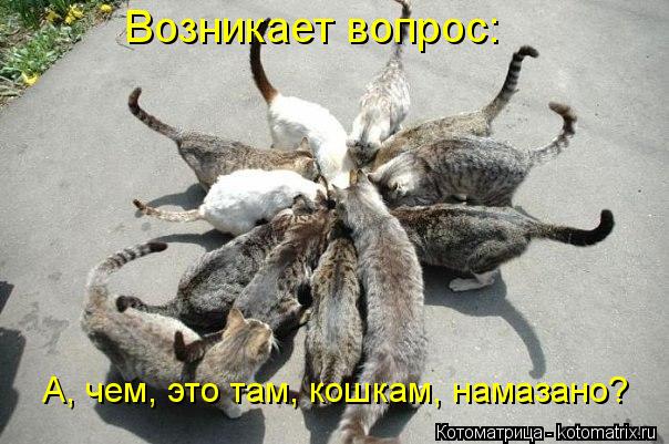 Возникает вопрос: А, чем, это там, кошкам, намазано?... Котоматрица: Возникает вопрос: А, чем, это там, кошкам, намазано?