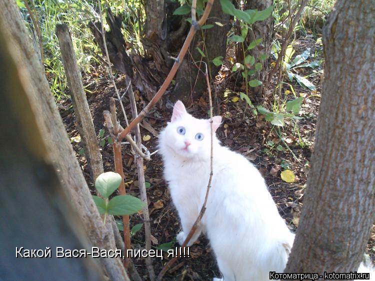 Котоматрица: Какой Вася-Вася,писец я!!!!